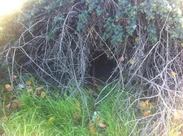 feral cat colony burrow entrance
